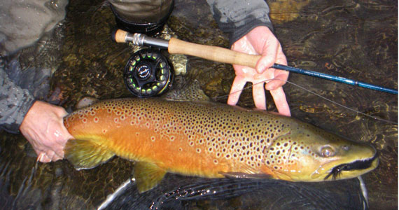 Big Brown Trout caught on streamer fly